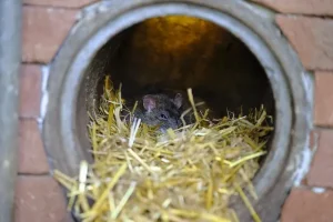 5 Most Common Gutter Issues