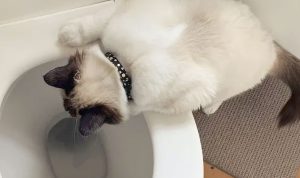 What Not to Flush Down the Toilet