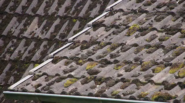 What is Moss? Roof Moss Treatment and Moss Removal